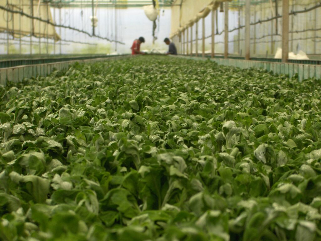 Cultivo asesorado por Agrya mediante consultoría agropecuaria especializada
